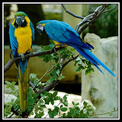 zoo de la palmyre