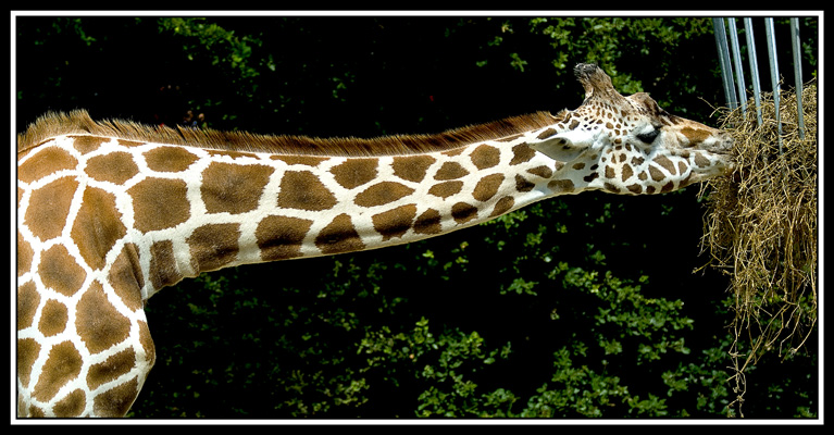 zoo de la palmyre