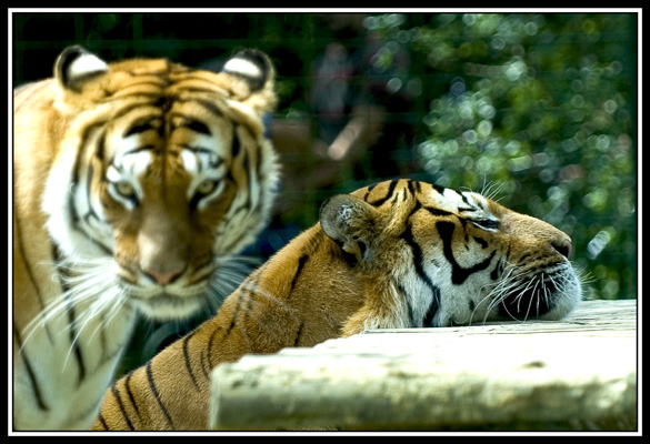 zoo de la palmyre