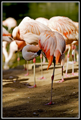 zoo de la palmyre
