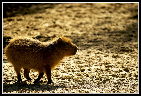 zoo de la palmyre
