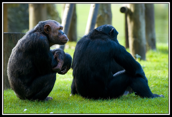 zoo de la palmyre