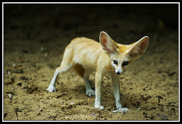 zoo de la palmyre