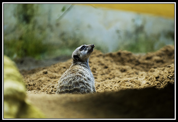 zoo de la palmyre