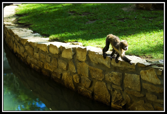 zoo de la palmyre