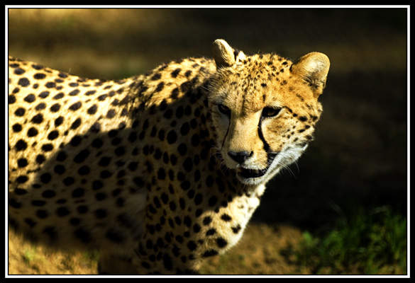 zoo de la palmyre