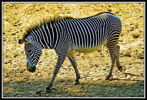 zoo de la palmyre